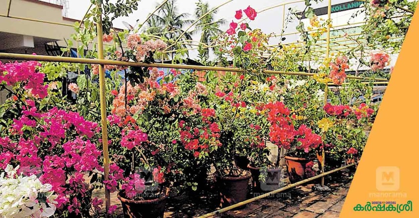 home-garden-rinku-6 home-garden-rinku-6