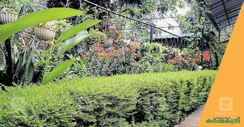 home-garden-rinku-7 home-garden-rinku-7