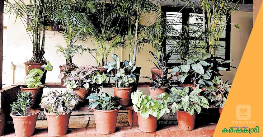 home-garden-rinku-9 home-garden-rinku-9