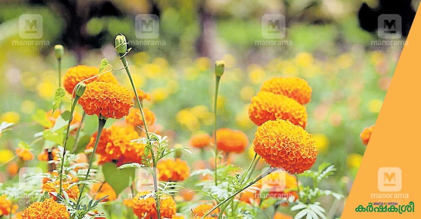 marigold-cultivation-1 marigold-cultivation-1