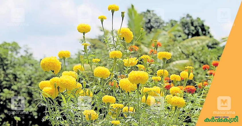 marigold-cultivation-2 marigold-cultivation-2