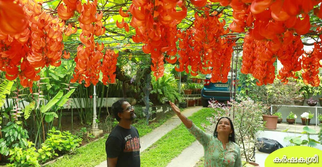 jade-vine-plant-1 jade-vine-plant-1