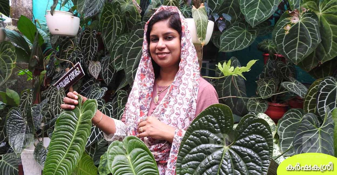 garden-haseena
