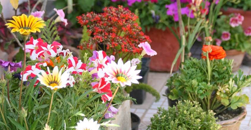 Terrace-Garden Terrace-Garden