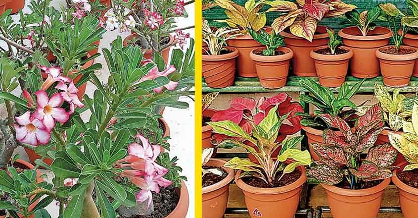 adenium adenium
