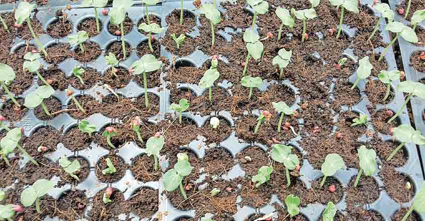 home-garden-1 home-garden-1
