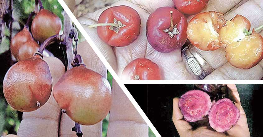 fruits-2 fruits-2