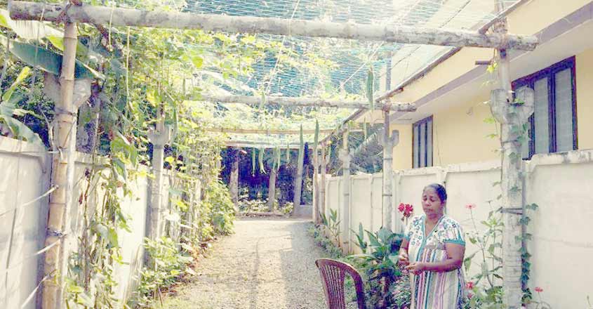 vegetable-garden-3 vegetable-garden-3