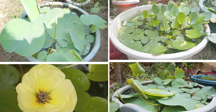 water-plant-1 water-plant-1