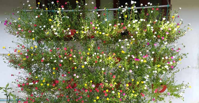 garden-3 garden-3
