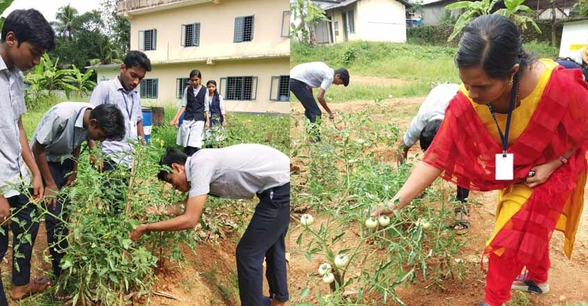 horticulture-therappy horticulture-therappy