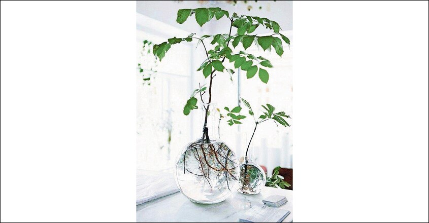 indoor-water-garden-5 indoor-water-garden-5