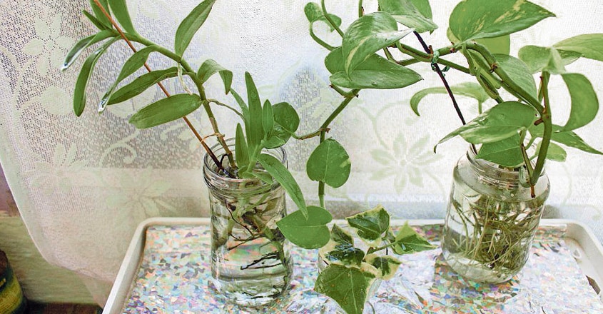 plants-growing-in-water plants-growing-in-water