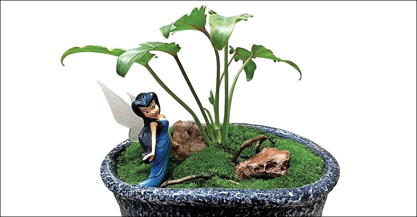 dish-garden15 dish-garden15
