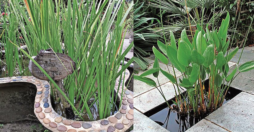 ornamental-aquatic-plants-2 ornamental-aquatic-plants-2