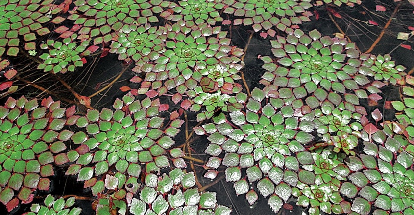 water-mosaic-plant-3 water-mosaic-plant-3
