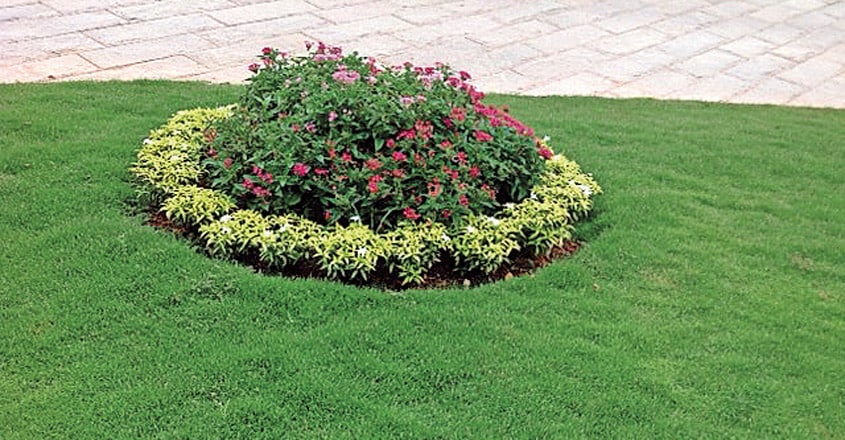 plant-groups plant-groups