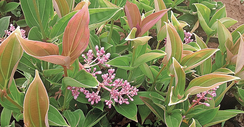 medinilla medinilla