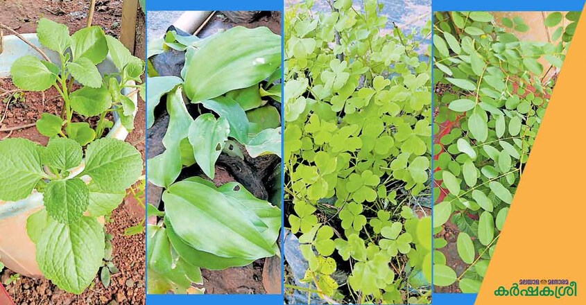 herbal-plants-1 herbal-plants-1