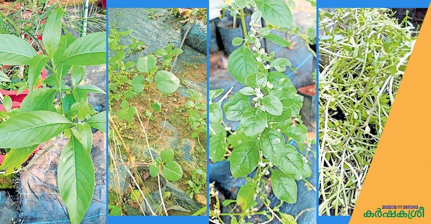 herbal-plants-2 herbal-plants-2