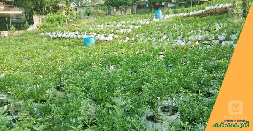 green-chilly-farming green-chilly-farming