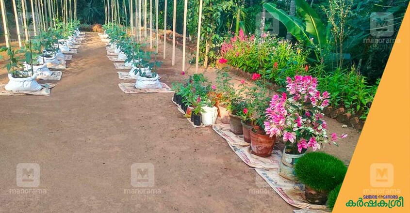 deepa-home-garden-1 deepa-home-garden-1