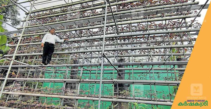 vertical-farming vertical-farming