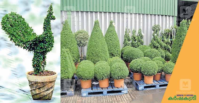 garden-4 garden-4