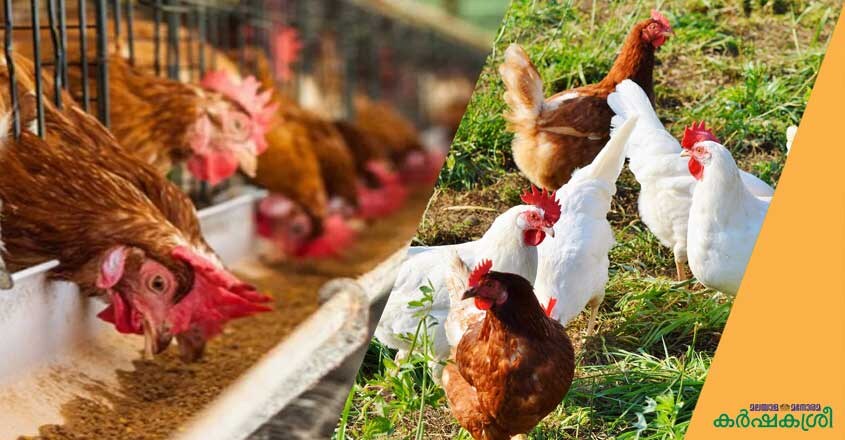 poultry-1 poultry-1