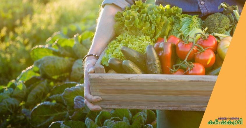 vegetable vegetable