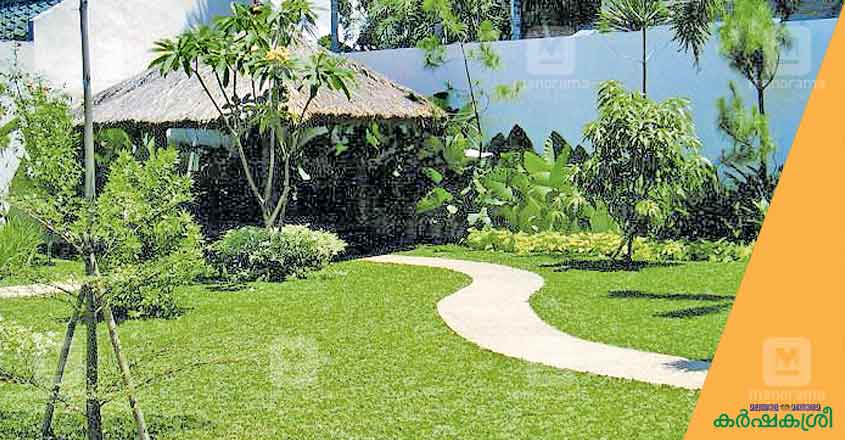 pearl-grass-3 pearl-grass-3