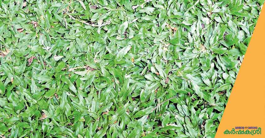 pearl-grass pearl-grass