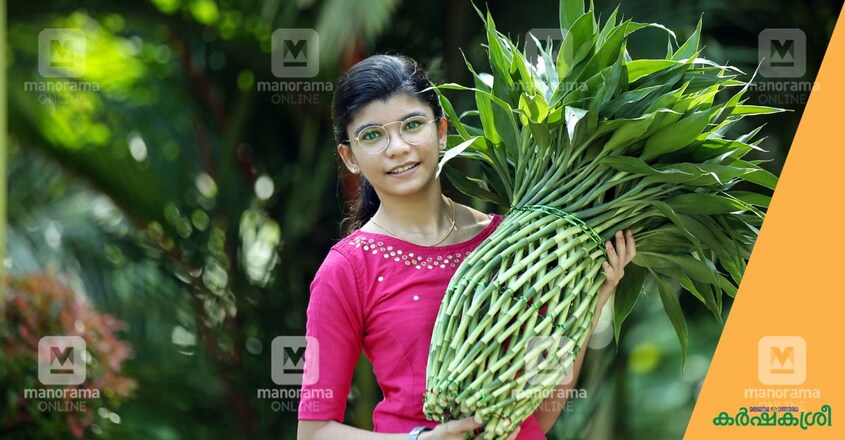 lucky-bamboo-2 lucky-bamboo-2