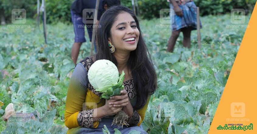 cabbage-4 cabbage-4