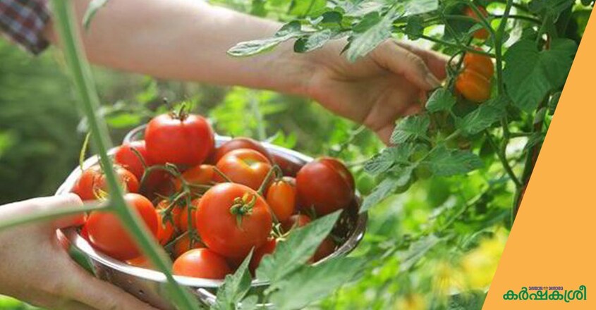 vegetable-garden vegetable-garden