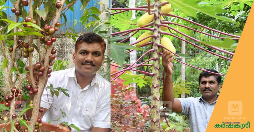 fruits-garden-1 fruits-garden-1