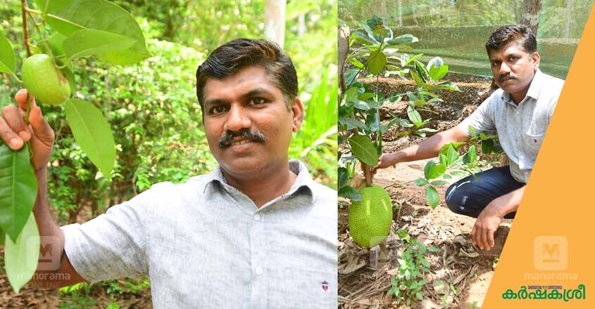 fruits-garden-2 fruits-garden-2
