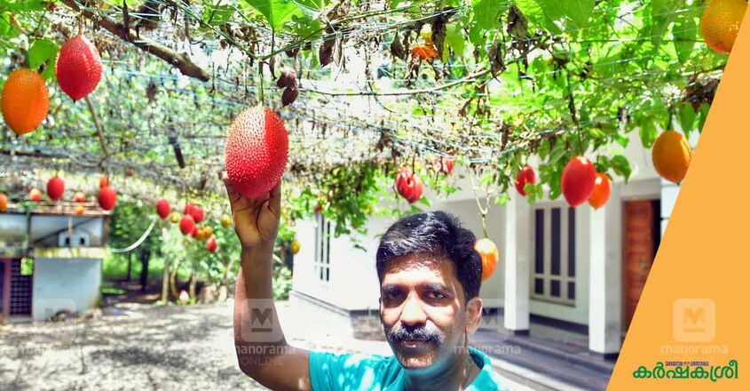 gac-fruit gac-fruit