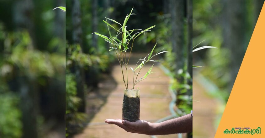 bamboo bamboo