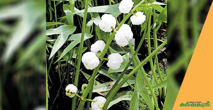 double-flowering-arrow-head double-flowering-arrow-head