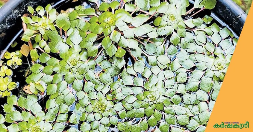 water-mossaik water-mossaik
