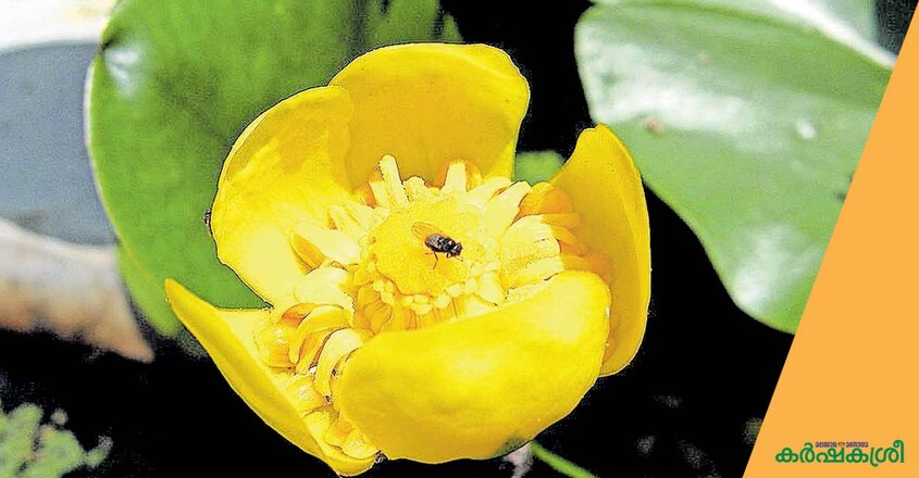 yellow-water-lilly yellow-water-lilly