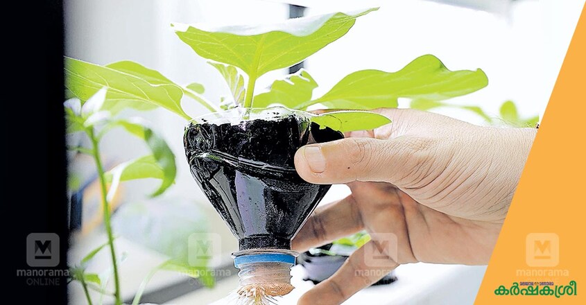 micro-green-1 micro-green-1