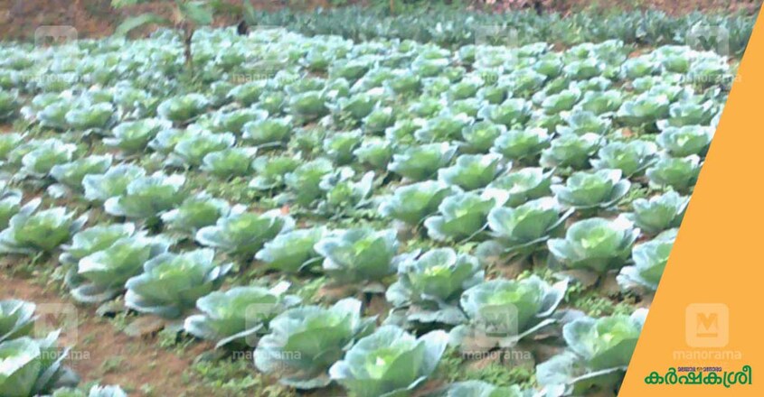 cabbage cabbage