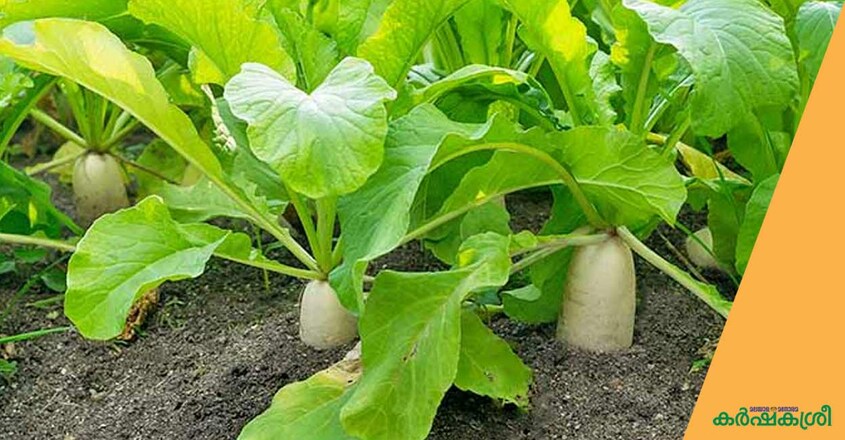 radish radish