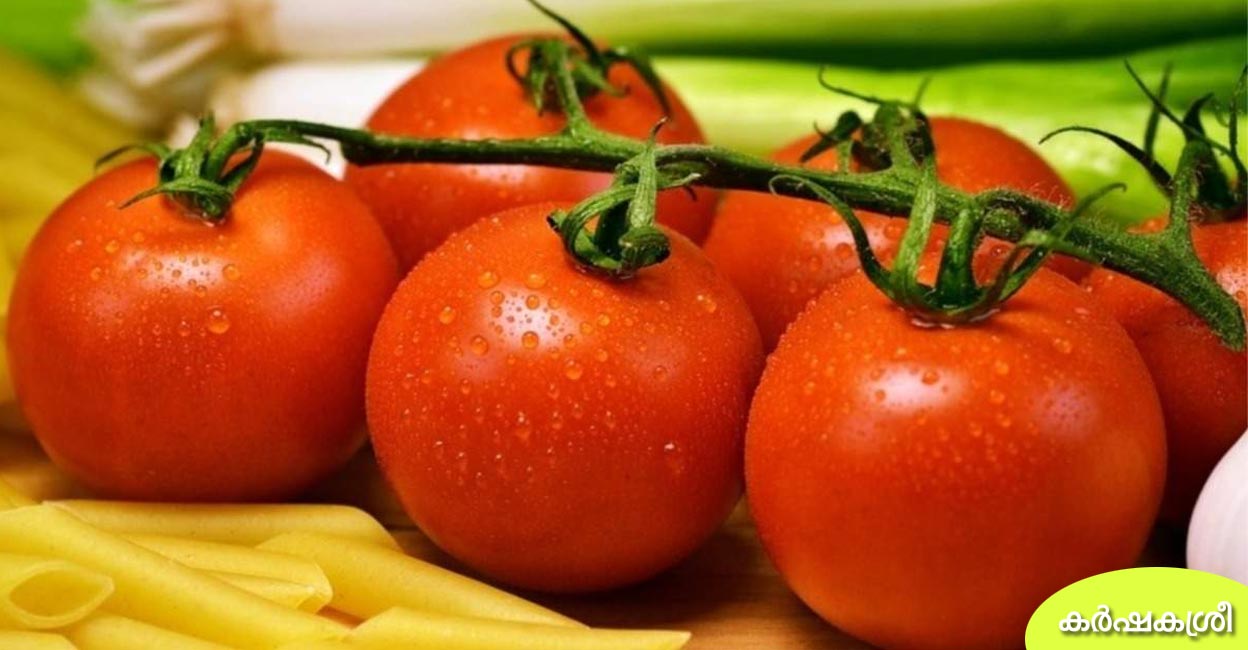 കി‌ഡ്നി സ്റ്റോൺ ഉണ്ടാകുന്നതിൽ ഈ പാവം തക്കാളി എന്തുപിഴച്ചു? Can eating