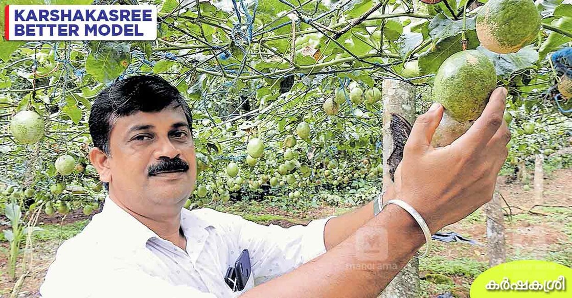 passion-fruit-farming passion-fruit-farming
