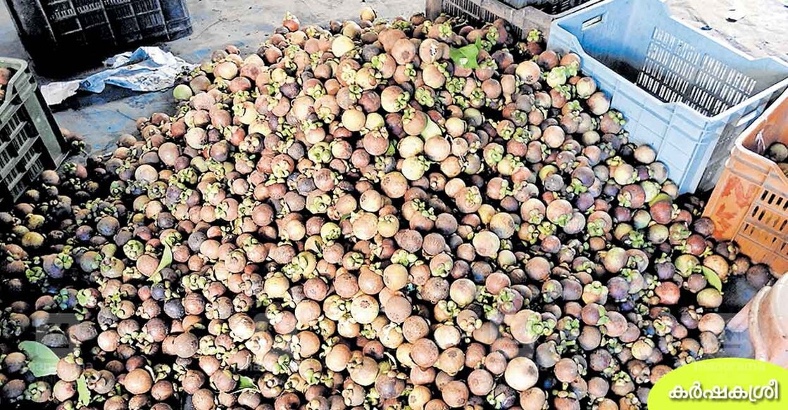 mangosteen-1 mangosteen-1