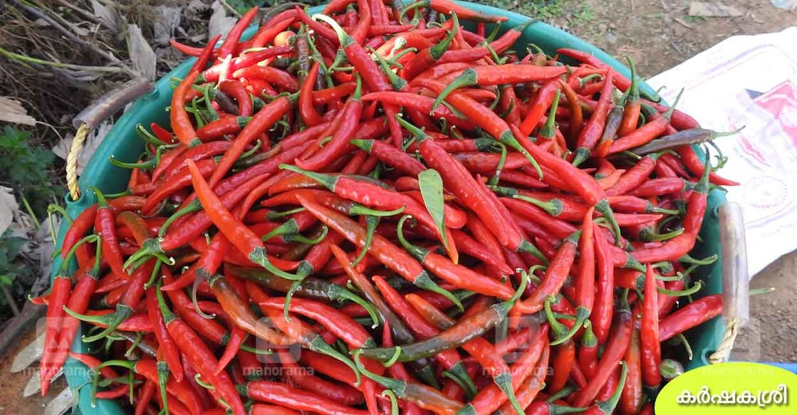 red-chlii-3 red-chlii-3