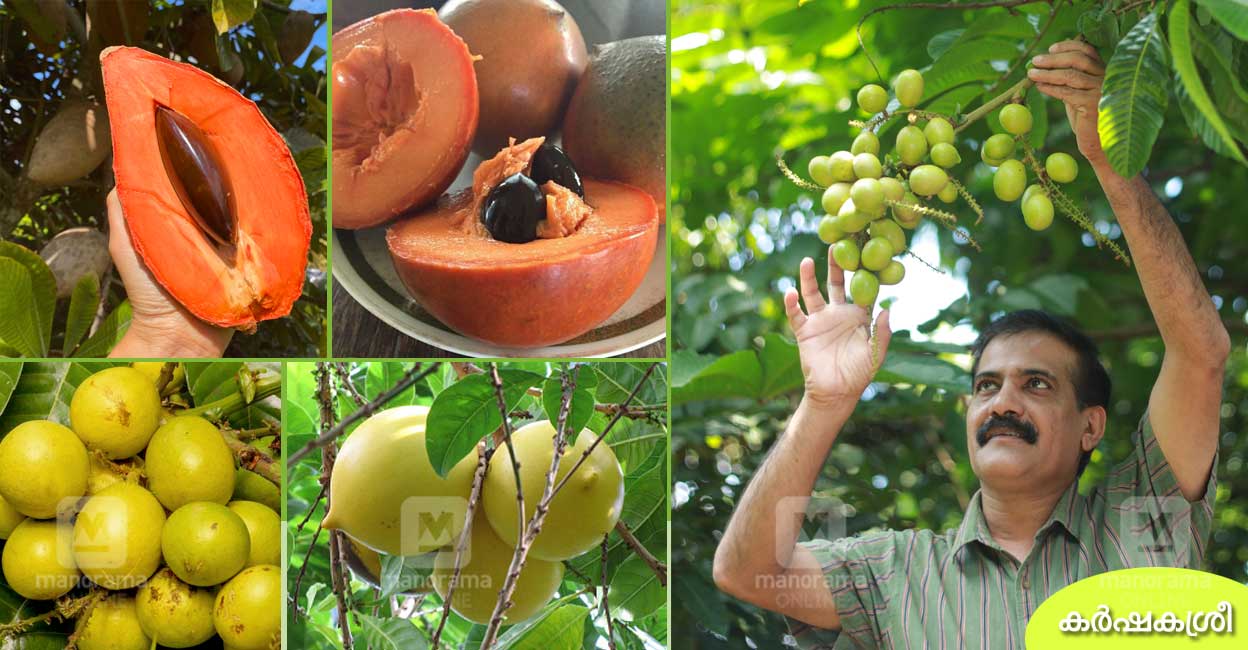 ഉദ്യാനത്തിനു യോജിച്ച പഴച്ചെടികള്‍; ഏതാനും മറുനാടൻ ഫലവൃക്ഷങ്ങളെ